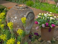 Pot de jacinthes et de tulipes fleuries, Euphorbia à proximité et urne vide, printemps mars 