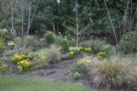 Parterre de fleurs d'hiver avec 'Tete a Tete narcissus' et graminées aux jardins botaniques de Winterbourne, février 