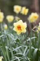 Narcisse 'Jersey Torch' - Jonquille 