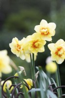 Narcisse 'Jersey Torch' - Jonquille 