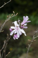 Magnolia stellata 'Rosea' - Magnolia étoilé 