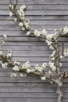 Prunus domestica 'Haganta' - Prunier espalier en fleurs 