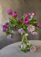 Helleborus x hybridus SP LILY (Spring Promise Series / HGC) et tulipes rose vif. Nature morte dans un vase en verre. 