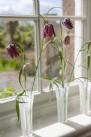 Fritillaria meleagris - fritillaires à tête de serpent disposées dans des vases en verre sur un rebord de fenêtre. Arrangement de Jane Lovett. 