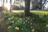 Tôt le matin, la lumière du soleil du printemps illumine les jonquilles, les sycomores et la pelouse du château de Megginch, dans le Perthshire, en Écosse. 