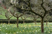 Jonquilles sous les arbres fruitiers au jardin rococo de Painswick en mars 