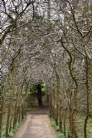 Promenade en hêtre au jardin rococo de Painswick dans le Gloucestershire en mars 