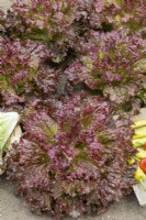 Lactuca sativa var. crispa Rosella, été août 