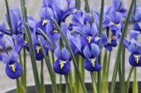 Iris reticulata 'Harmony' - plusieurs fleurs - gros plan. 