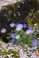 Anemone blanda - Windflower d'hiver parmi les fleurs tombées 