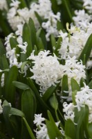 Hyacinthus orientalis 'Blanc' 