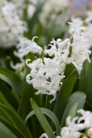 Hyacinthus orientalis 'Blanc' 