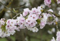Prunus Matsumae-mathimur-zakura - Cerisier japonais 