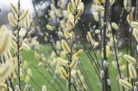 Salix Hookeriana - Chatons de saule côtier 