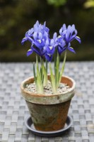 Iris reticulata 'Harmony' - plusieurs plantes - plantées dans un pot en argile. 