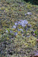 Lichen poussant sur une surface dense d'if coupé. 