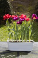 Tulipa 'Red Foxtrot' et Tulipa 'Showcase' plantées dans une auge en métal peint en blanc et placées à l'extérieur sur une table tous temps. Mars. Printemps. 