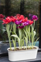 Tulipa 'Red Foxtrot' et Tulipa 'Showcase' plantées dans une auge en métal peint en blanc et placées à l'extérieur sur le rebord de la fenêtre de la véranda. Mars. Printemps. 