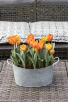Tulipa 'Princess Irene' avec Tulipa 'Ravana' plantées dans un pot en métal galvanisé et placées à l'extérieur sur une table toutes saisons. Mars. Printemps. 
