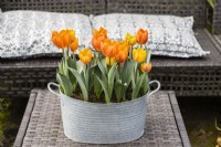 Tulipa 'Princess Irene' avec Tulipa 'Ravana' plantées dans un pot en métal galvanisé et placées à l'extérieur sur une table toutes saisons. Mars. Printemps. 