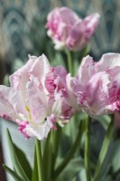 Tulipa 'Cabana'. Perroquet pastel. Gros plan d'une seule fleur. Mars. Printemps 