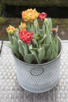 Tulipa 'Orange Princess' et Tulipa 'Red Princess' plantées dans un pot en métal galvanisé et placées à l'extérieur sur une table toutes saisons. Mars. Printemps 