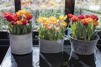Trois pots en métal galvanisé contenant Tulipa 'Red Princess' et Tulipa Orange Princess (deux extérieurs) et Tulipa 'Princess Irene' et Tulipa 'Ravena' (pot central), posés sur une table en verre et situés dans la véranda. 