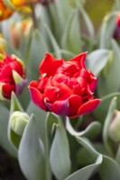 Tulipa 'Princesse Rouge' . Fleur simple. Mars. Printemps. 