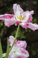 Tulipa 'Cabana'. Perroquet pastel. Gros plan d'une seule fleur. Mars. Printemps. 