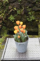 Tulipa 'Princess Irene' avec Tulipa 'Ravana' et deux plants de Tulipa 'Pretty Princess' non complètement ouverts, plantés dans un pot en métal galvanisé et placés à l'extérieur sur une table tous temps. Mars. Printemps. 