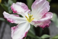 Tulipa 'Cabana'. Perroquet pastel. Gros plan d'une seule fleur. Mars. Printemps. 