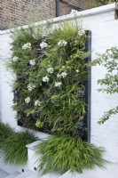 La plantation des murs verts comprend des Agapanthes blanches, Salvia rosmarinus (Romarin), Euphorbia amygdaloides var. robbiae et Sesleria, il est planté en sous-plantation avec des touffes d'herbe Hakonechloa macra. 