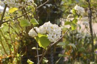 Fleurs blanches parfumées de Viburnum carlcephalum. Peut 