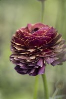 Essai Ranunculus asiaticus, Renoncule de Perse 'Ligne Elégance, Lollipop' 