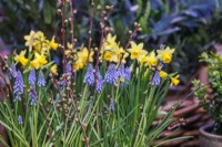 Floraison Muscari armeniacum avec Narcisse 'Tête-à-Tête' 