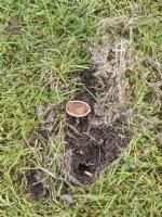 Dommages à la pelouse causés par l'écureuil déterrant des noisettes au printemps 