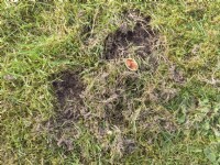 Dommages à la pelouse causés par l'écureuil déterrant des noisettes au printemps 
