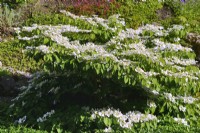 Viorne plicatum f. tomentosum 'Mariesii' avec des rameaux étalés en forme de pagode et des fleurs plates blanches. Peut 