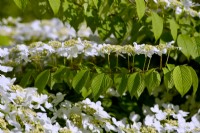 Branche de Viburnum plicatum f. tomentosum 'Mariesii' avec des rameaux étalés en forme de pagode et des fleurs plates blanches. Peut 