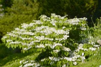Viorne plicatum f. tomentosum 'Mariesii' avec des rameaux étalés en forme de pagode et des fleurs plates blanches. Peut 