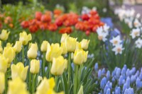Parterre de fleurs printanier avec tulipe 'World Friendship', MuscariArmeniacum et Narcisse 