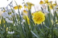 Narcisse 'Sherborne' et Leucojum aestivum 'Gravetye Giant', avril 