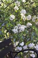 Viburnum pragense, branches à fleurs ovales blanches. Peut 