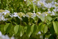 Branche de Viburnum plicatum f. tomentosum 'Mariesii' avec des rameaux étalés en forme de pagode et des fleurs plates blanches. Peut 