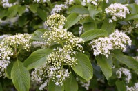 Branche à fleurs blanches de Viburnum sieboldii. Avril 