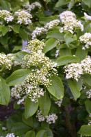 Branche à fleurs blanches de Viburnum sieboldii. Avril 