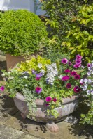 Plantes annuelles colorées dans un bol en terre cuite sur une terrasse en juin. Coffret boule topiaire dans un pot. Juin. 