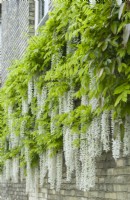 Wisteria floribunda 'Alba' formée sur un mur de maison. Glycine japonaise blanche. Peut 