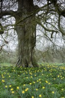 Jonquilles naturalisées entourant un vieil arbre à Cerney House Gardens, Gloucestershire en mars 