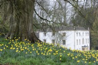Jonquilles naturalisées dans l'herbe à Cerney House Gardens, Gloucestershire en mars 